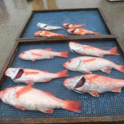 大進丸（愛知） 釣果