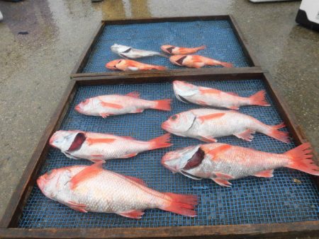 大進丸（愛知） 釣果