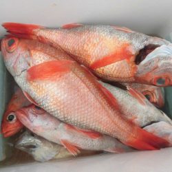 大進丸（愛知） 釣果