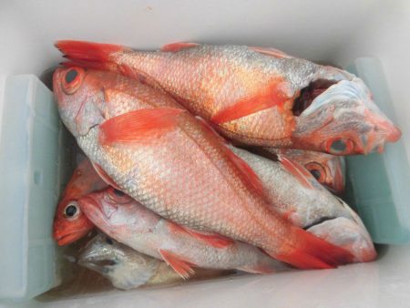 大進丸（愛知） 釣果