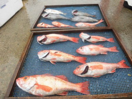 大進丸（愛知） 釣果