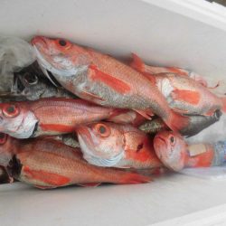 大進丸（愛知） 釣果