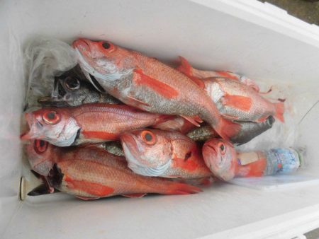 大進丸（愛知） 釣果