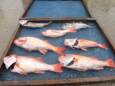 大進丸（愛知） 釣果