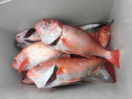 大進丸（愛知） 釣果