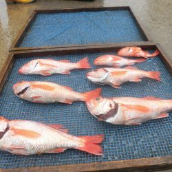 大進丸（愛知） 釣果