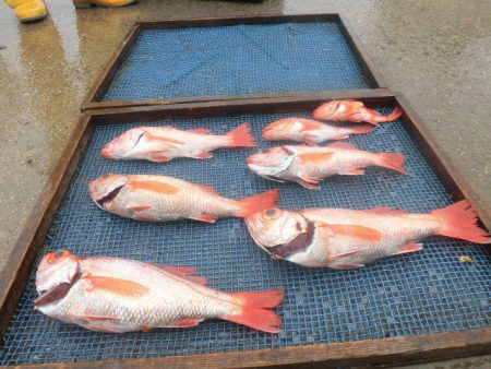 大進丸（愛知） 釣果