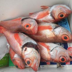 大進丸（愛知） 釣果