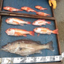 大進丸（愛知） 釣果