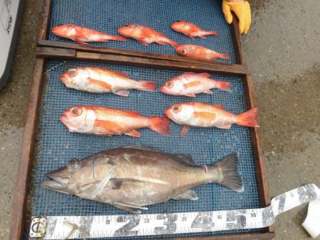 大進丸（愛知） 釣果