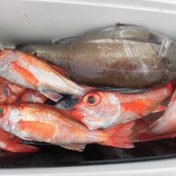 大進丸（愛知） 釣果