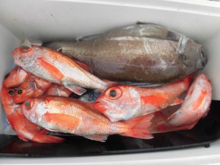 大進丸（愛知） 釣果