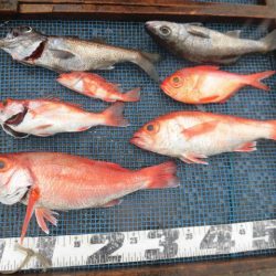 大進丸（愛知） 釣果