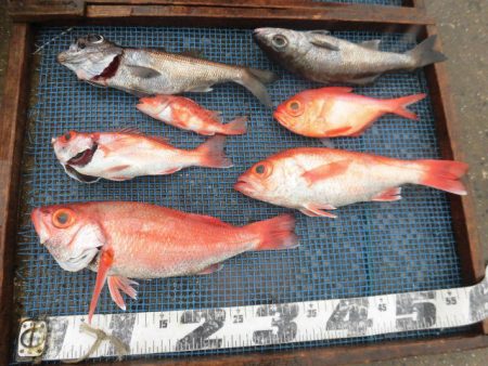 大進丸（愛知） 釣果