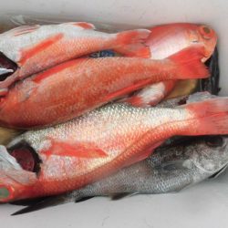 大進丸（愛知） 釣果