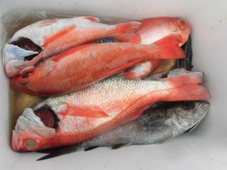 大進丸（愛知） 釣果