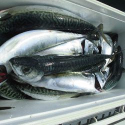 大進丸(愛知) 釣果