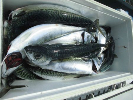 大進丸(愛知) 釣果