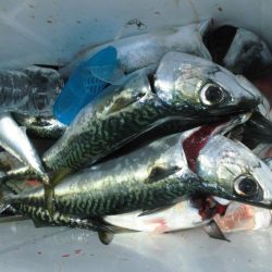 大進丸(愛知) 釣果