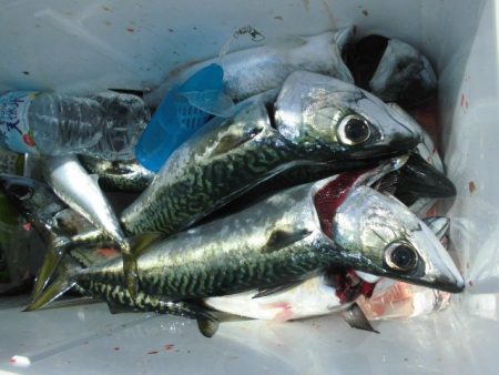 大進丸(愛知) 釣果