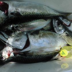 大進丸(愛知) 釣果