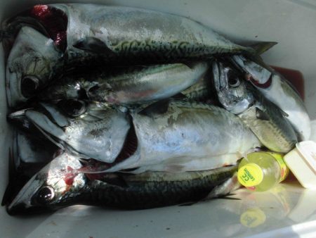 大進丸(愛知) 釣果