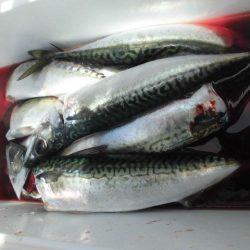 大進丸(愛知) 釣果