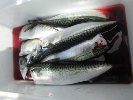 大進丸(愛知) 釣果