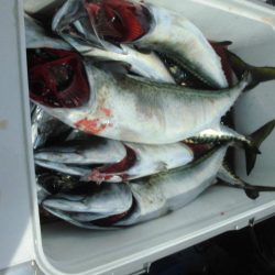 大進丸(愛知) 釣果