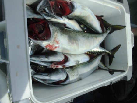 大進丸(愛知) 釣果