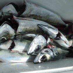 大進丸(愛知) 釣果