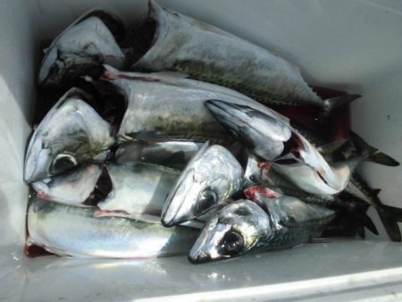 大進丸(愛知) 釣果