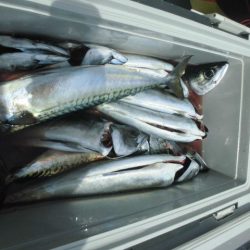 大進丸(愛知) 釣果