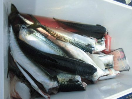 大進丸(愛知) 釣果