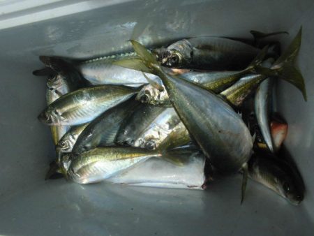 大進丸（愛知） 釣果