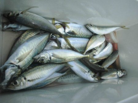 大進丸（愛知） 釣果