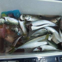 大進丸（愛知） 釣果