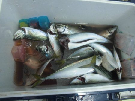 大進丸（愛知） 釣果