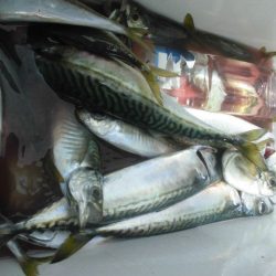 大進丸（愛知） 釣果