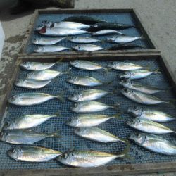 大進丸（愛知） 釣果