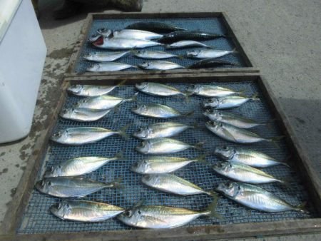 大進丸（愛知） 釣果