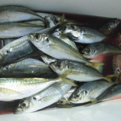 大進丸（愛知） 釣果