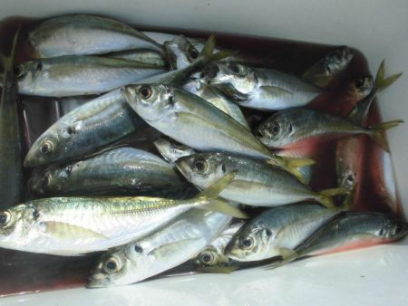 大進丸（愛知） 釣果