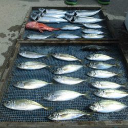 大進丸（愛知） 釣果