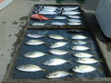 大進丸（愛知） 釣果