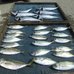 大進丸（愛知） 釣果