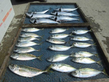 大進丸（愛知） 釣果