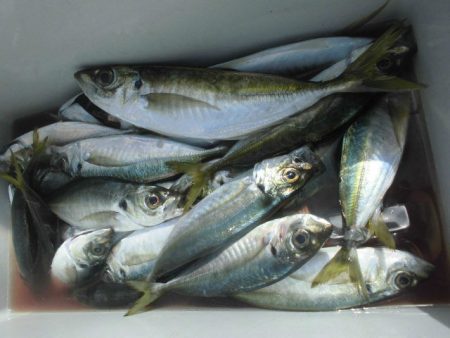 大進丸（愛知） 釣果