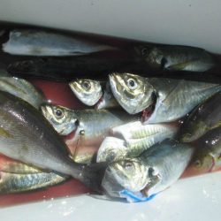 大進丸（愛知） 釣果