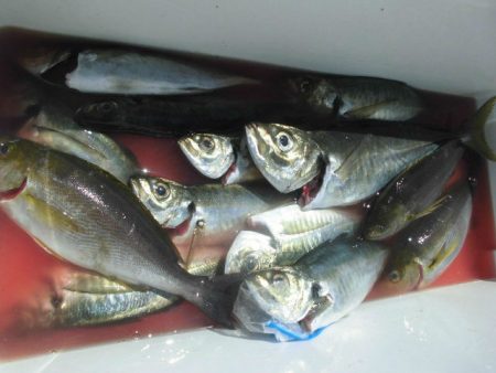 大進丸（愛知） 釣果